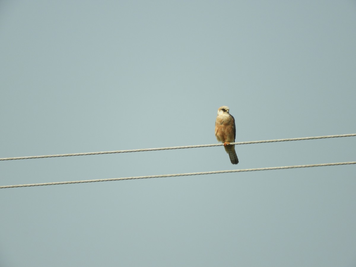 Red-footed Falcon - ML619471322