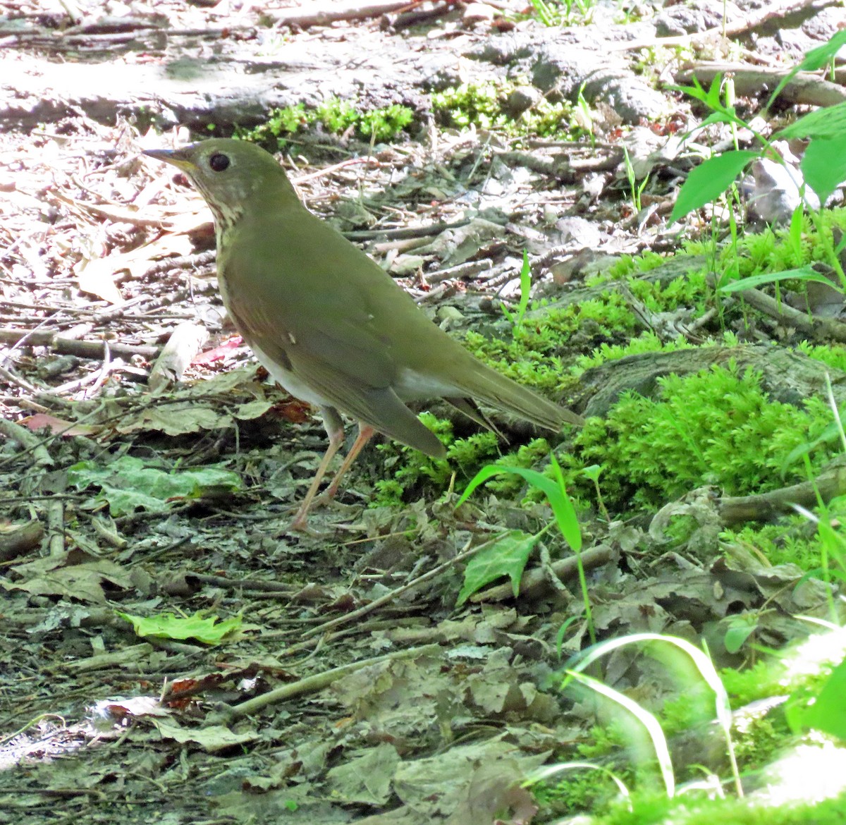 Gray-cheeked Thrush - ML619471324