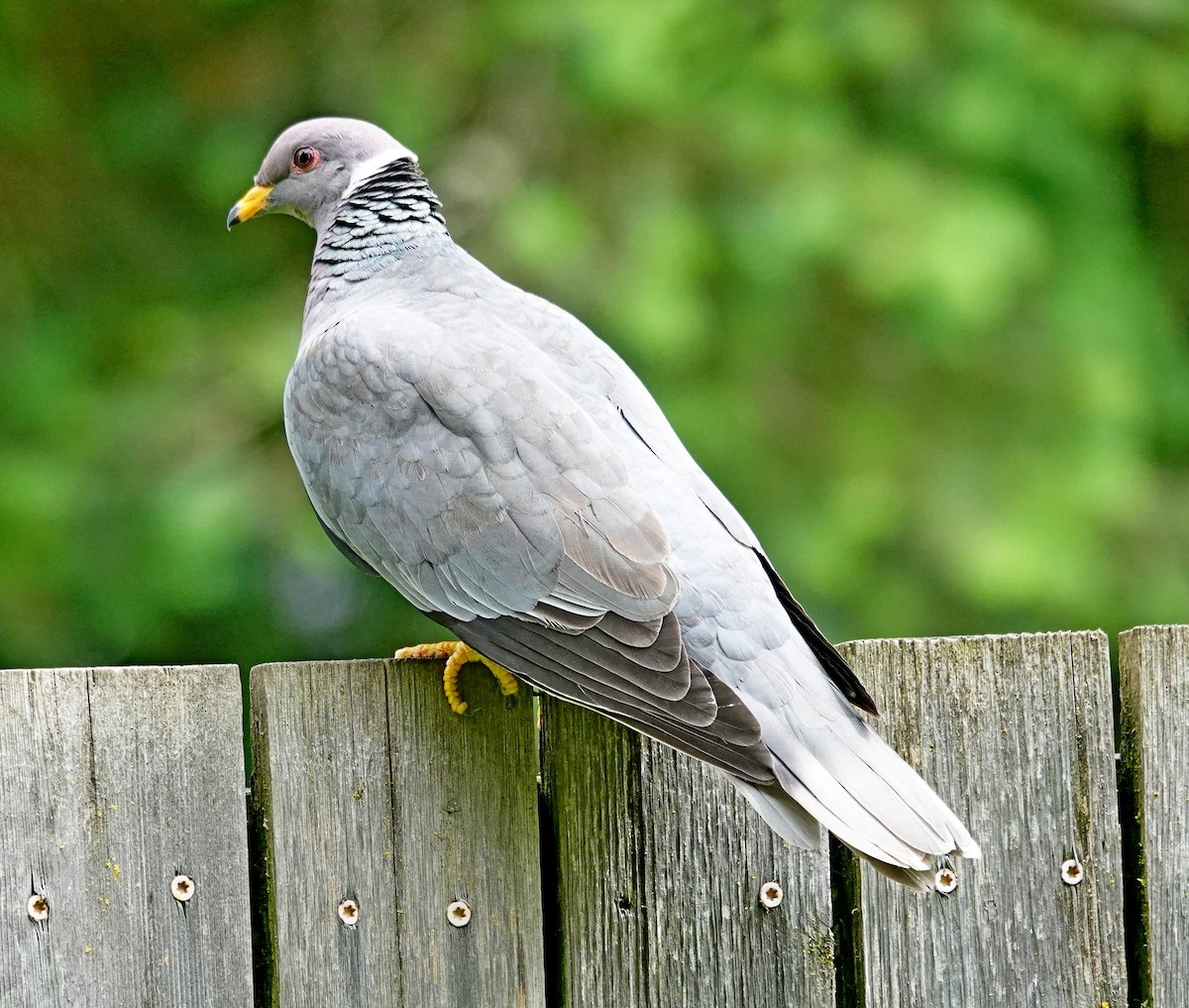 Pigeon à queue barrée - ML619471326