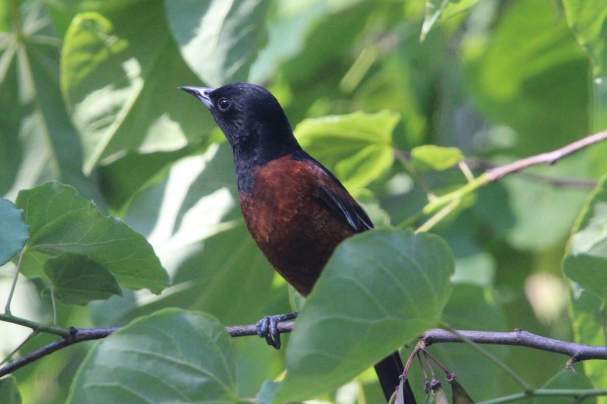 Orchard Oriole - ML619471354