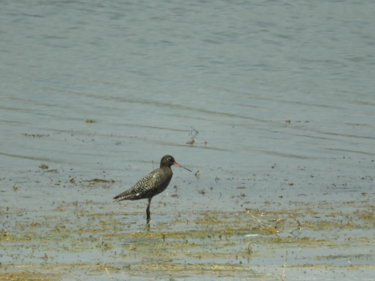 Spotted Redshank - ML619471357