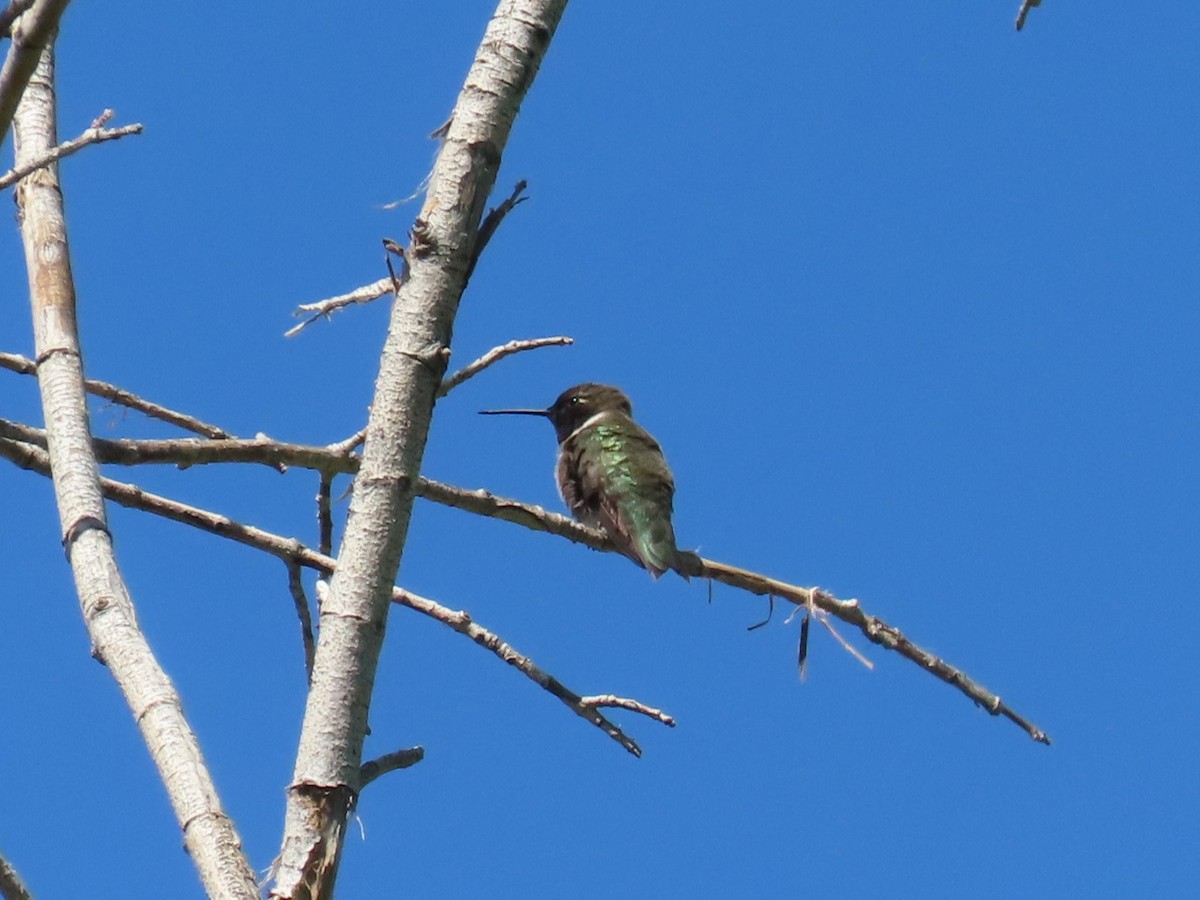 Black-chinned Hummingbird - ML619471426