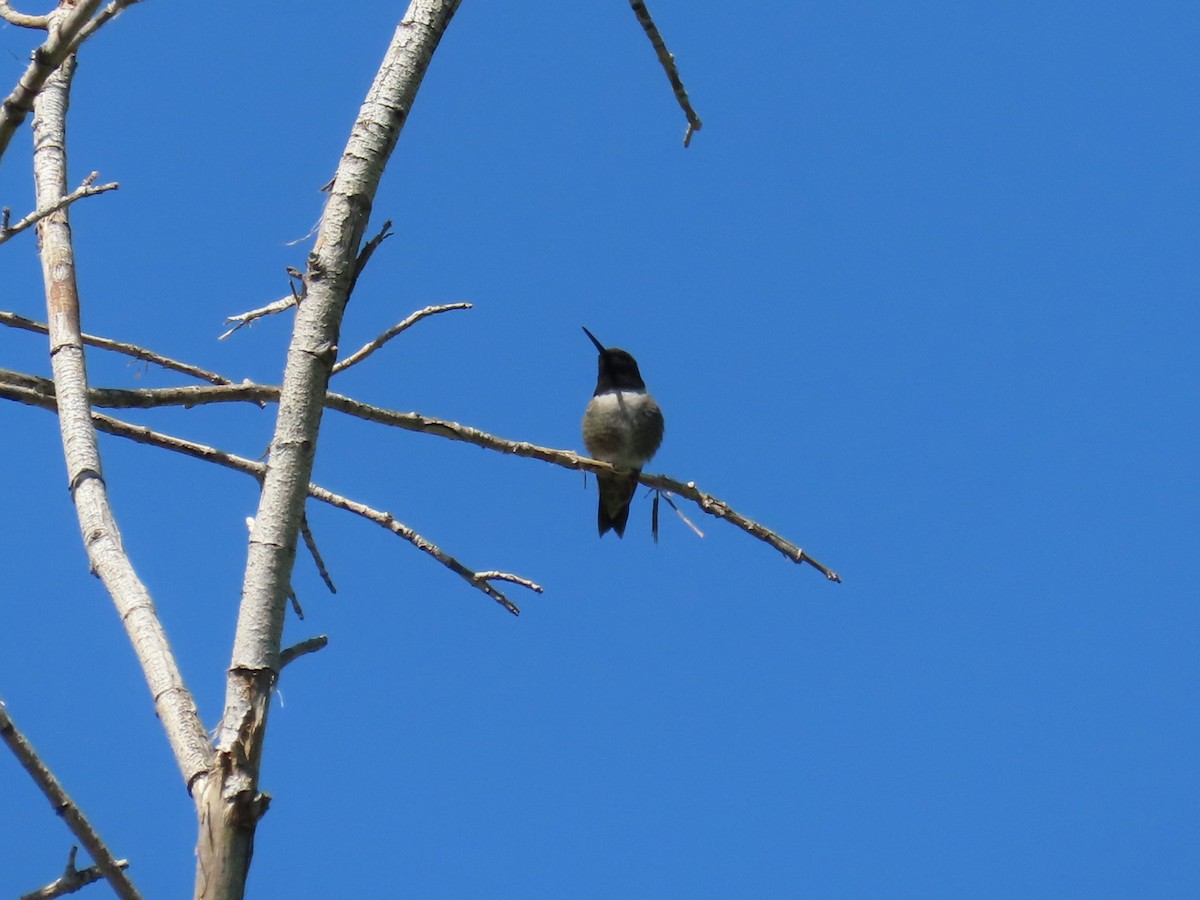 Black-chinned Hummingbird - ML619471428