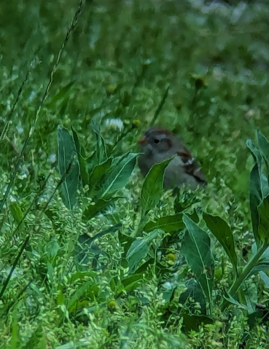 Field Sparrow - ML619471432