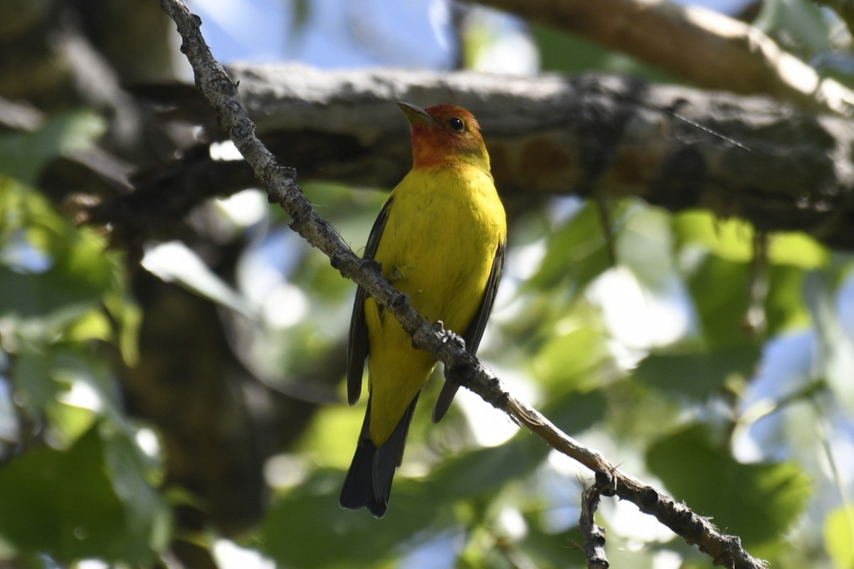 Western Tanager - ML619471461