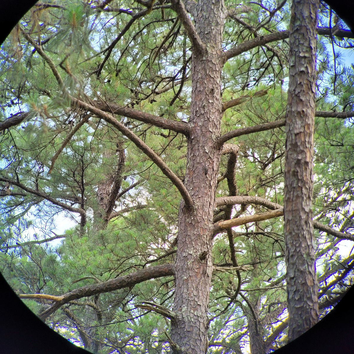 Red-cockaded Woodpecker - ML619471467
