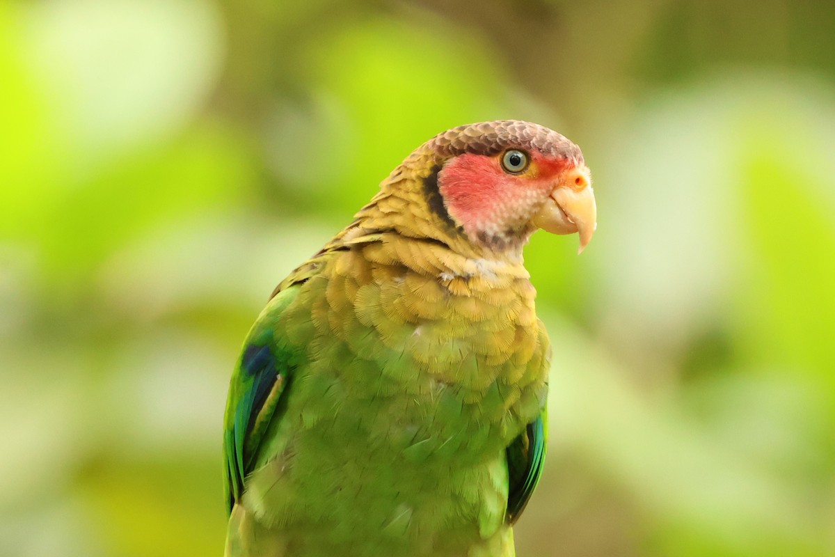 Rose-faced Parrot - ML619471483