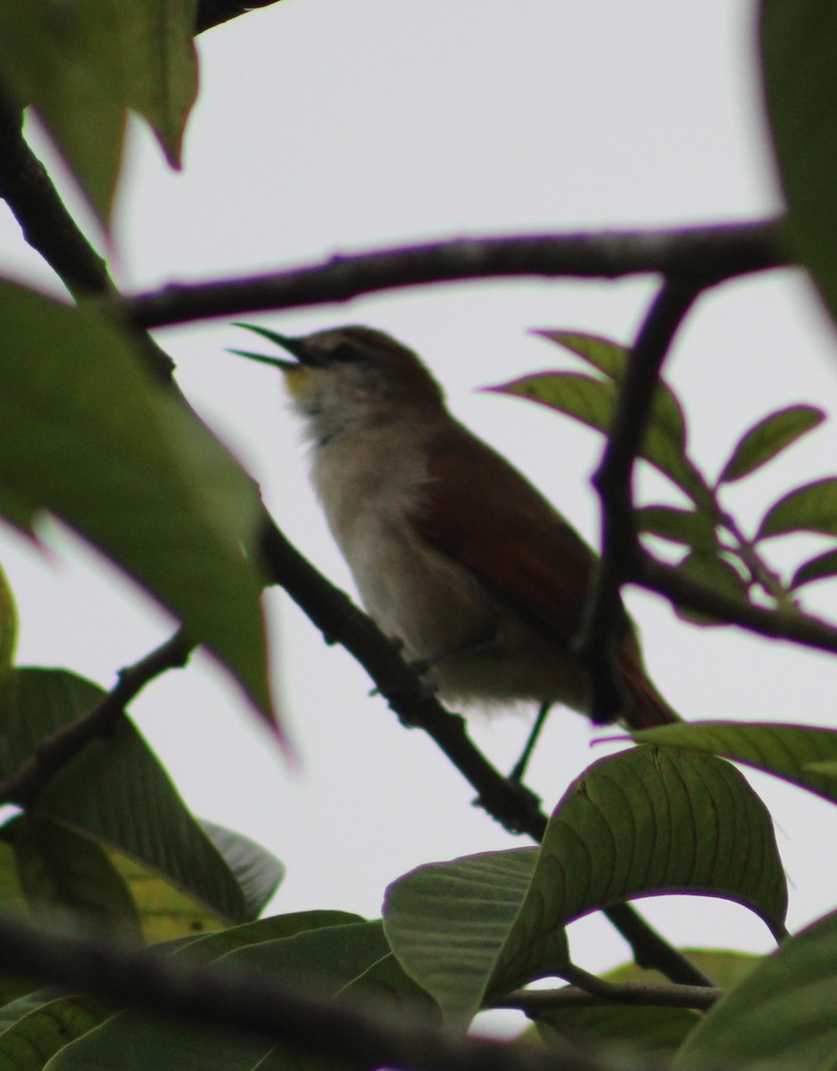 Yellow-chinned Spinetail - ML619471522