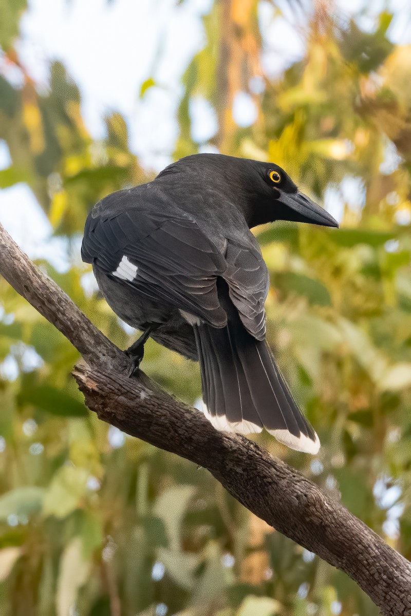 Pied Currawong - ML619471527