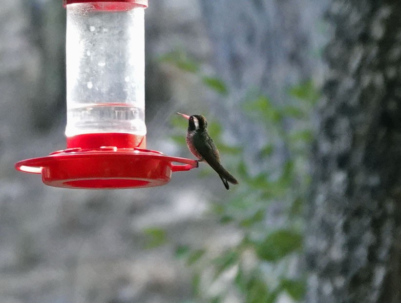 kolibřík bělouchý - ML619471551