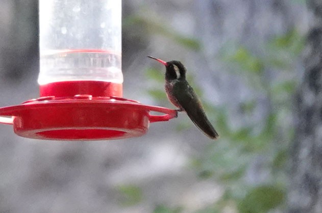kolibřík bělouchý - ML619471554
