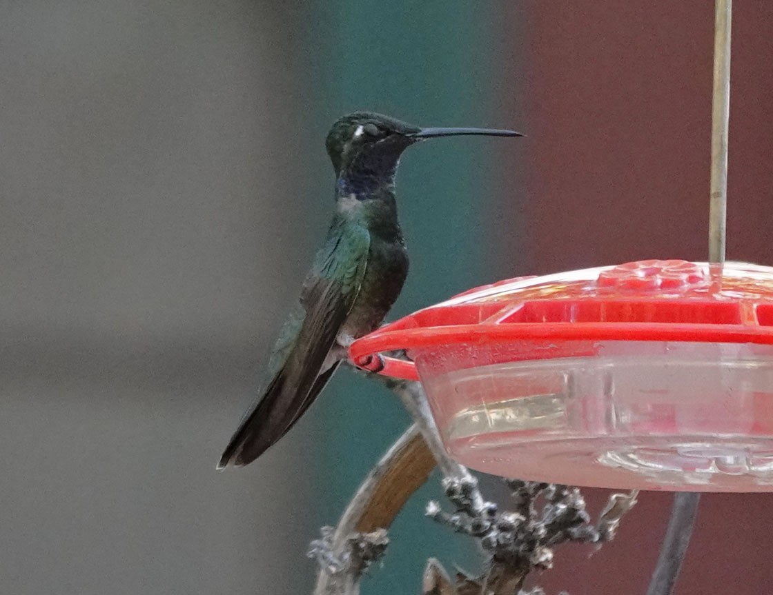 Rivoli's Hummingbird - ML619471560