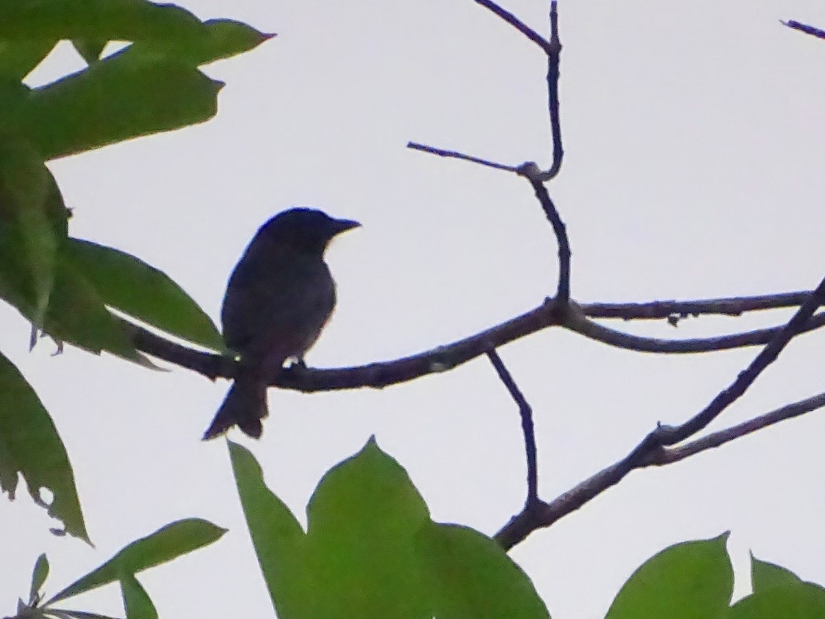 White-browed Fantail - ML619471561