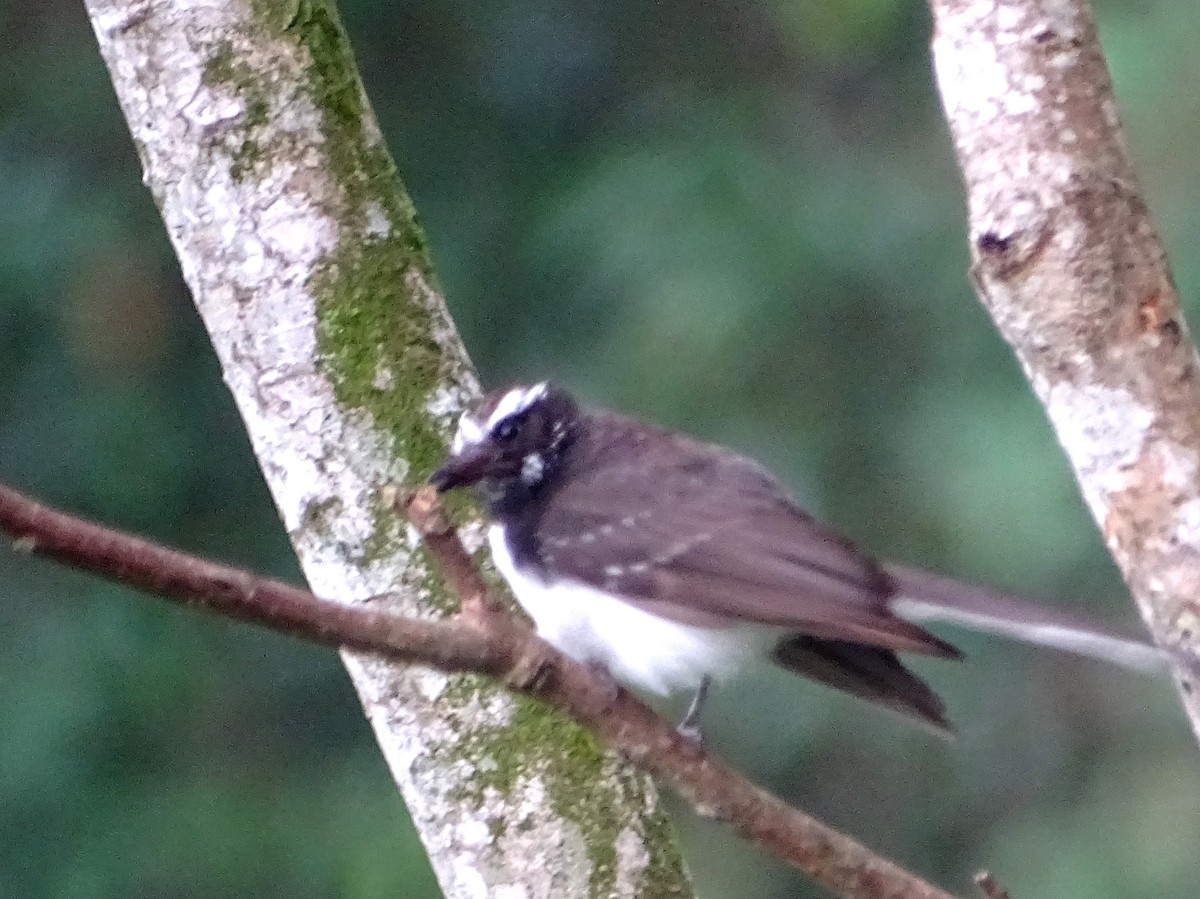 White-browed Fantail - ML619471565