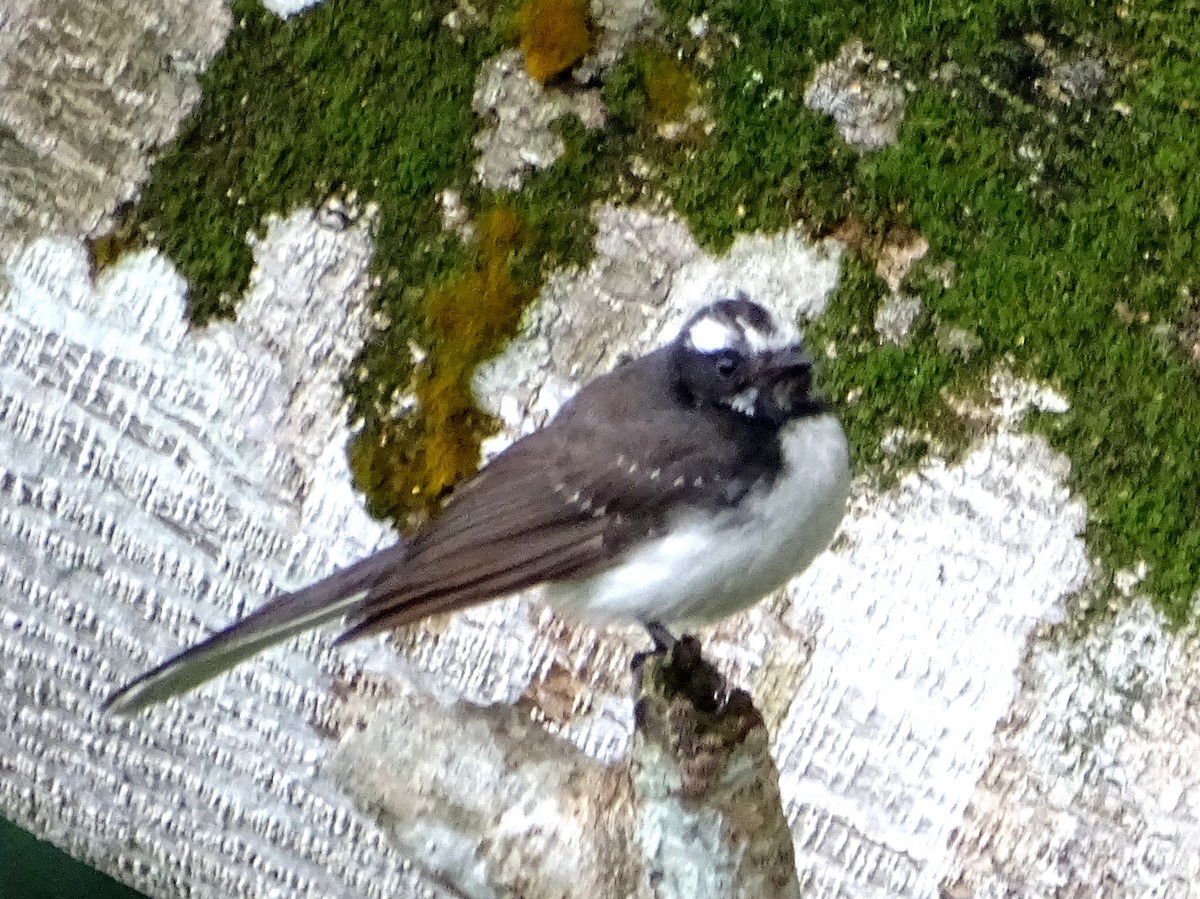 White-browed Fantail - ML619471566