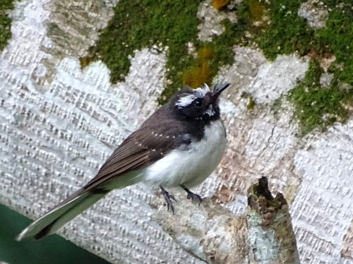 White-browed Fantail - ML619471567