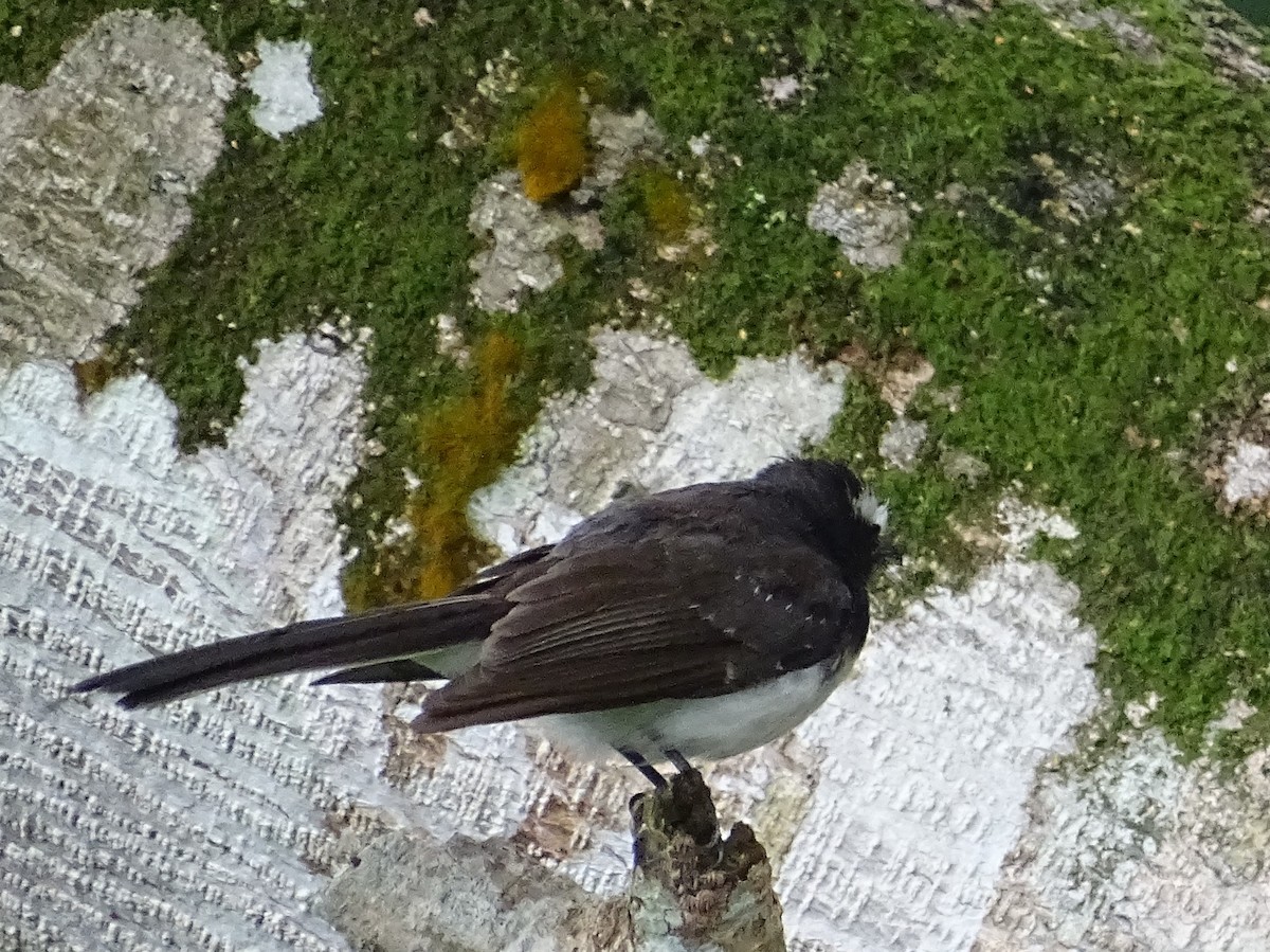 White-browed Fantail - ML619471568