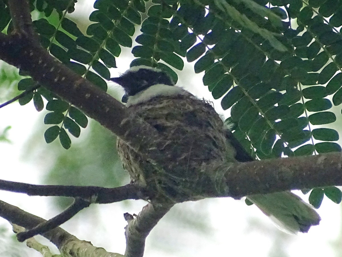 White-browed Fantail - ML619471569