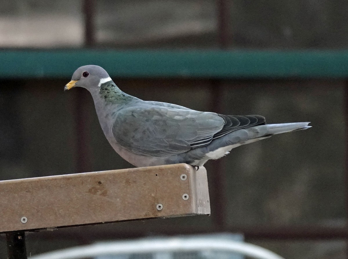 Pigeon à queue barrée - ML619471575