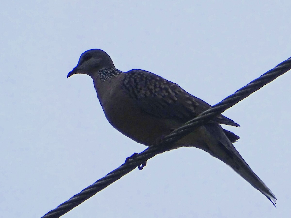Spotted Dove - ML619471598