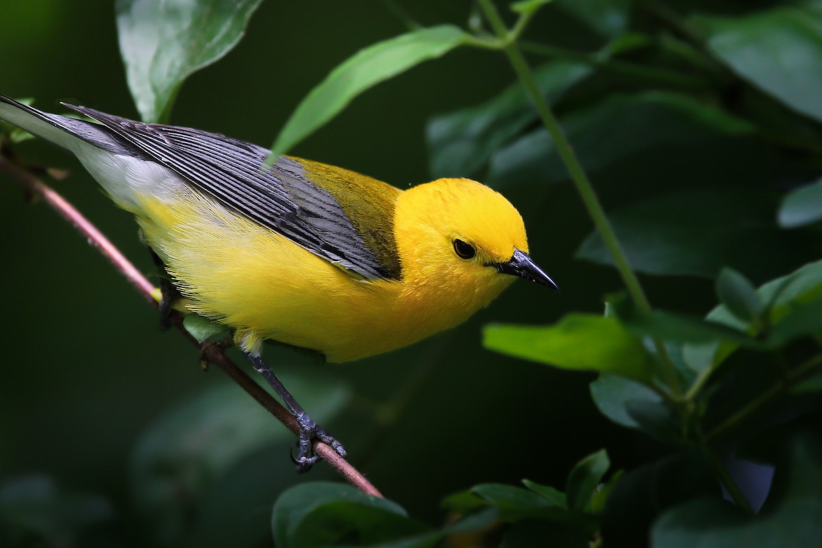 Prothonotary Warbler - ML619471607