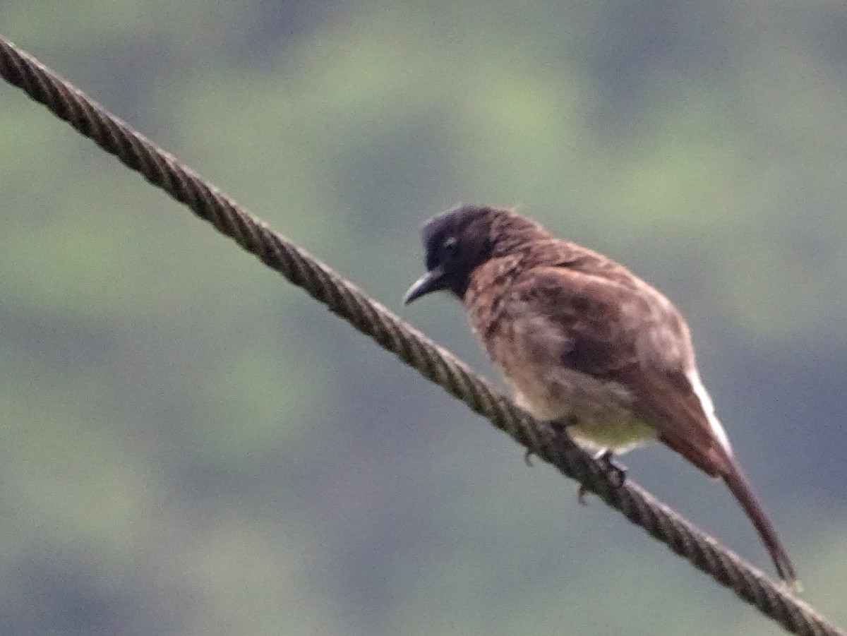 Red-vented Bulbul - ML619471631