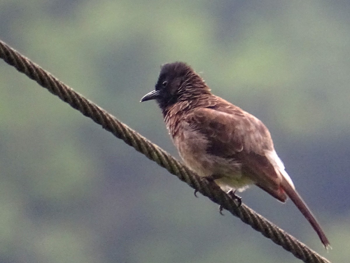 Red-vented Bulbul - ML619471632