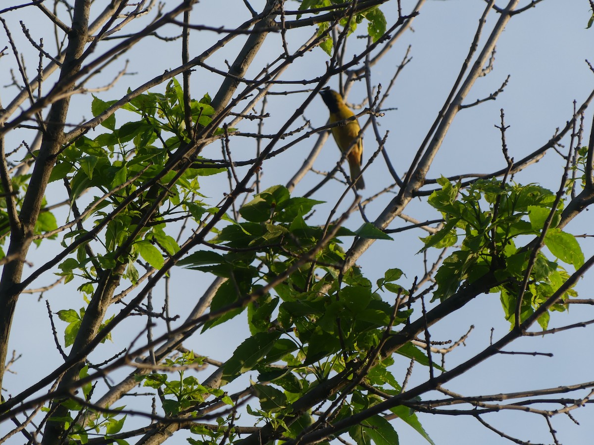 Orchard Oriole - ML619471637