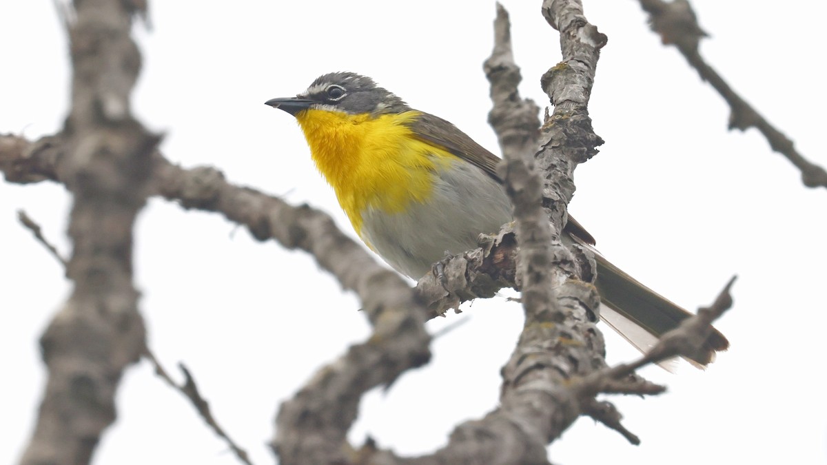 Yellow-breasted Chat - ML619471667