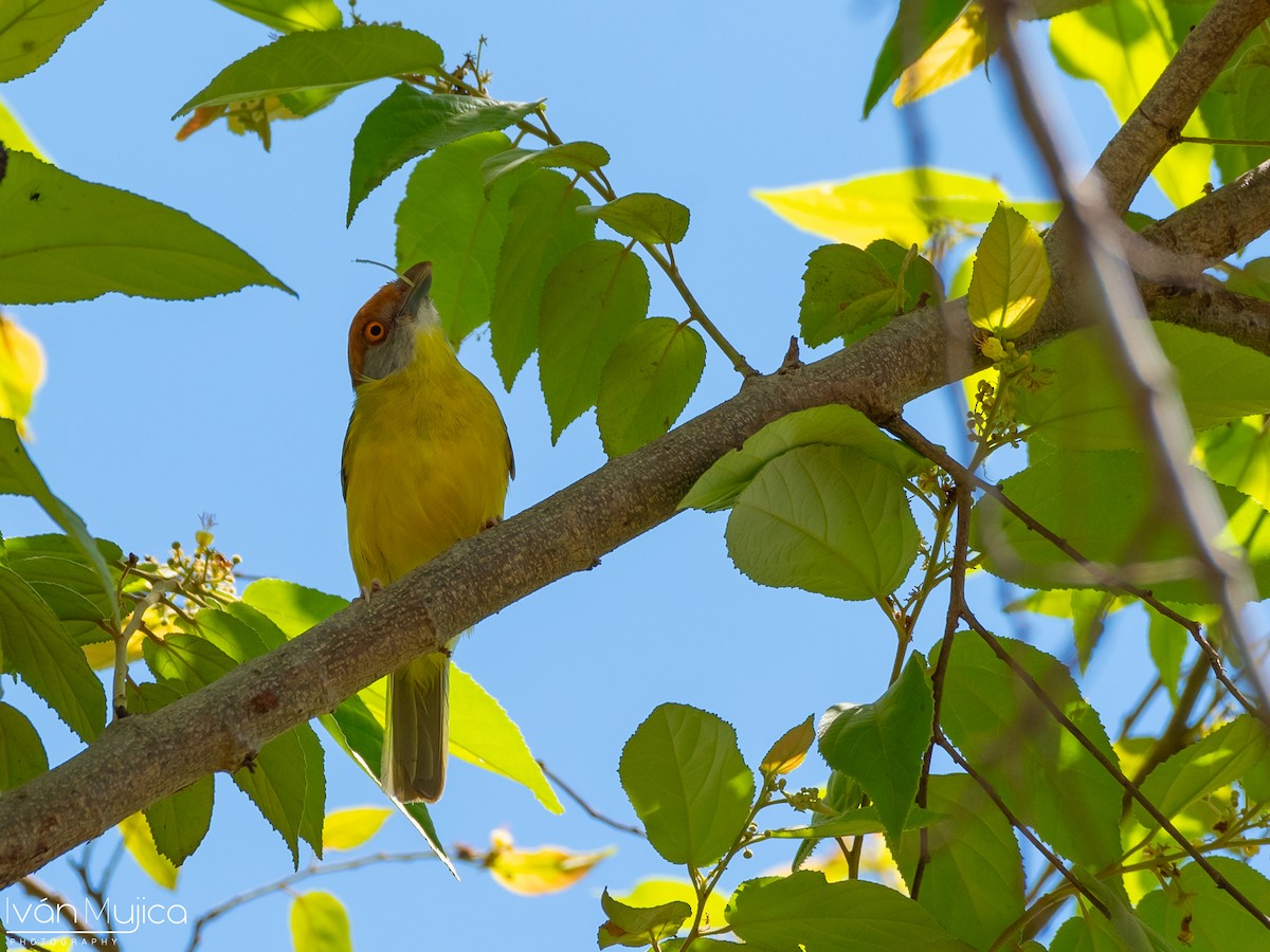 Краснобровый попугаевый виреон - ML619471671