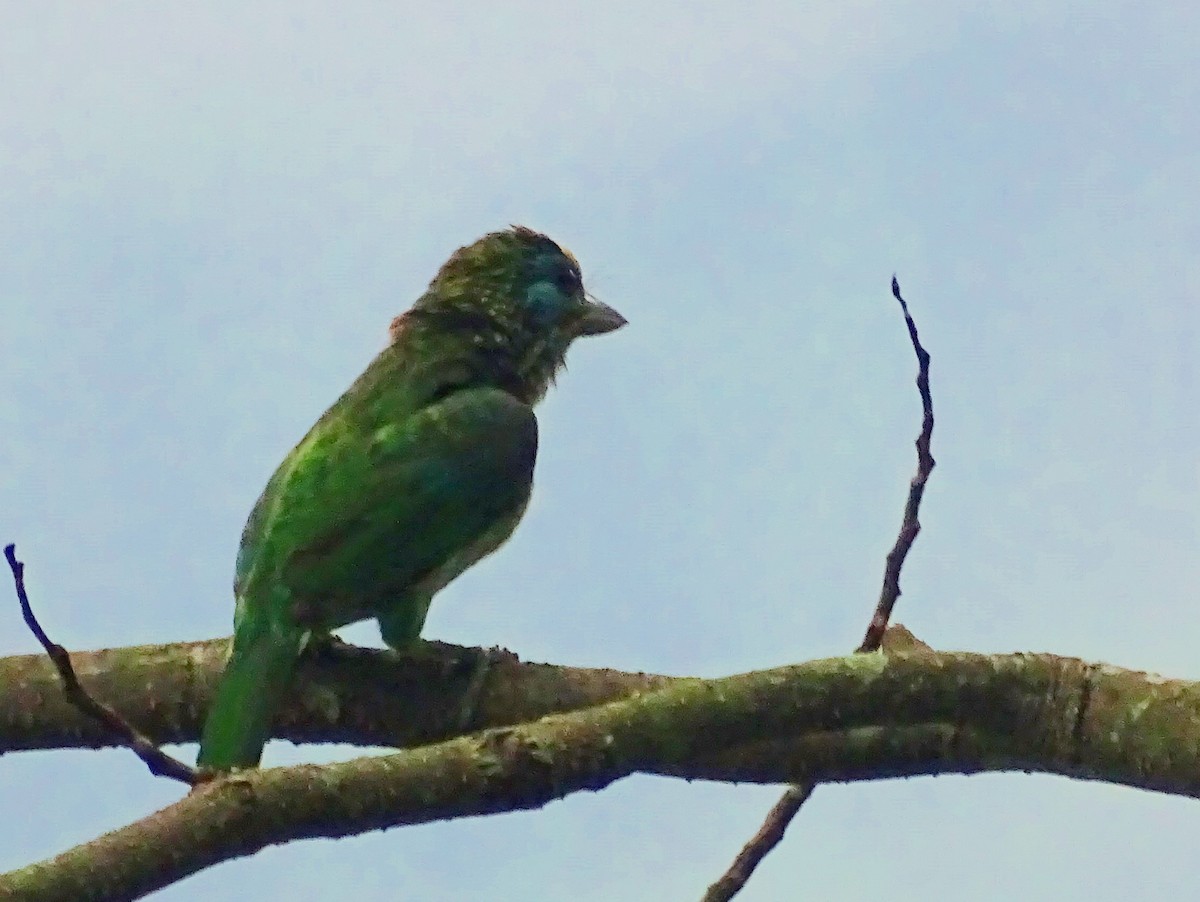 Yellow-fronted Barbet - ML619471683