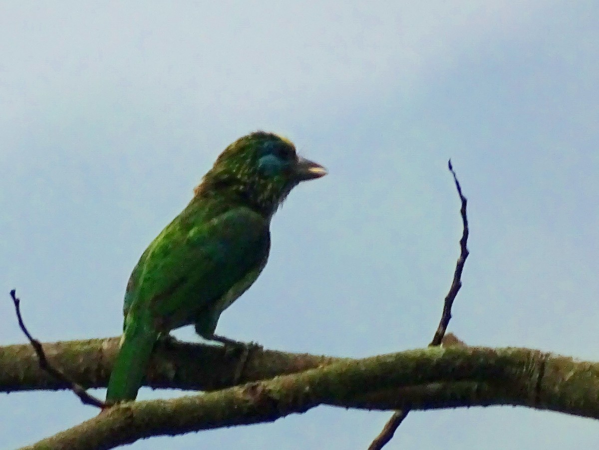 Yellow-fronted Barbet - ML619471684