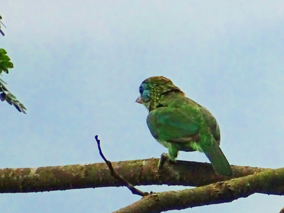 Yellow-fronted Barbet - ML619471685