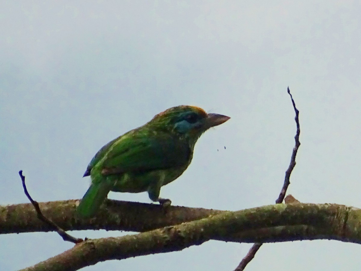 Yellow-fronted Barbet - ML619471686