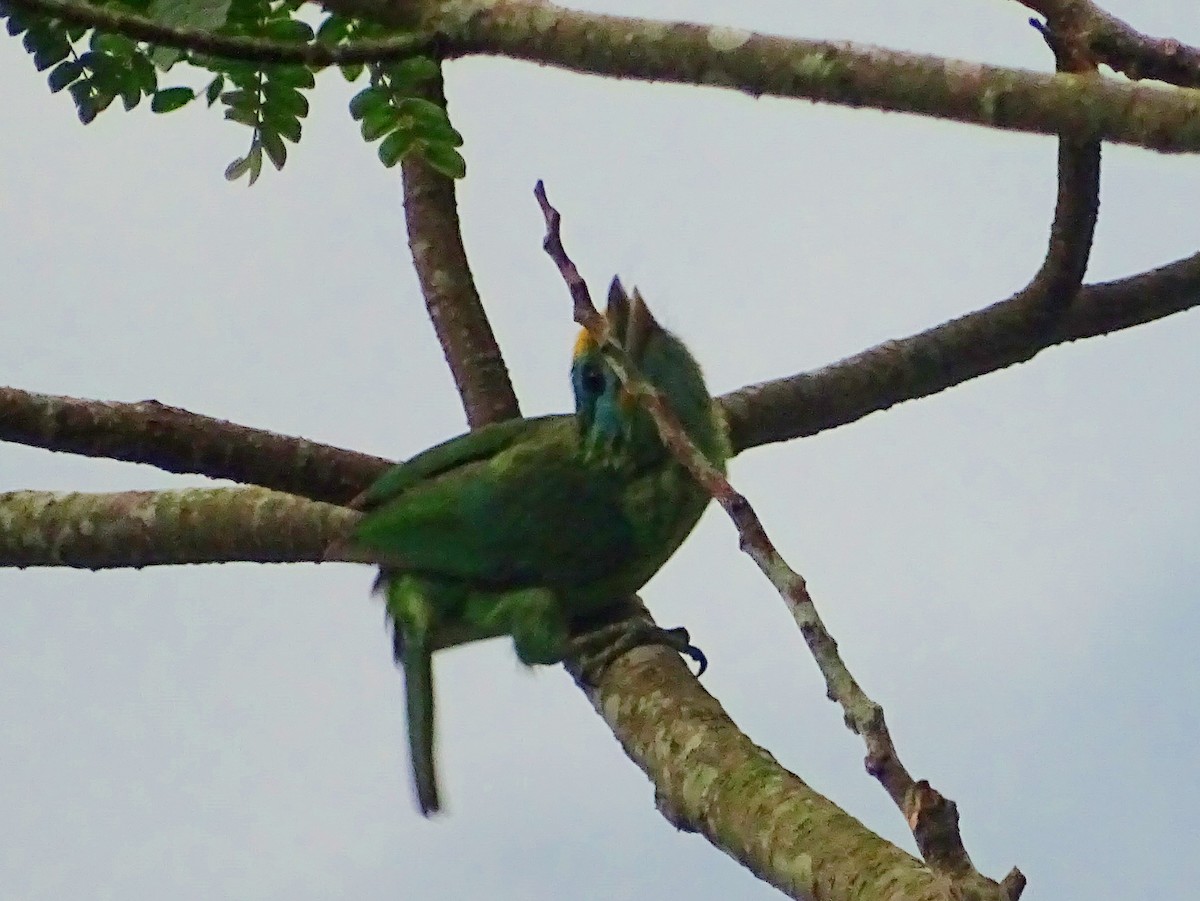 Yellow-fronted Barbet - ML619471687