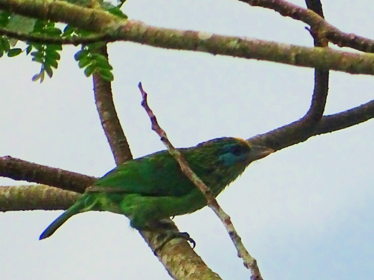 Yellow-fronted Barbet - ML619471688