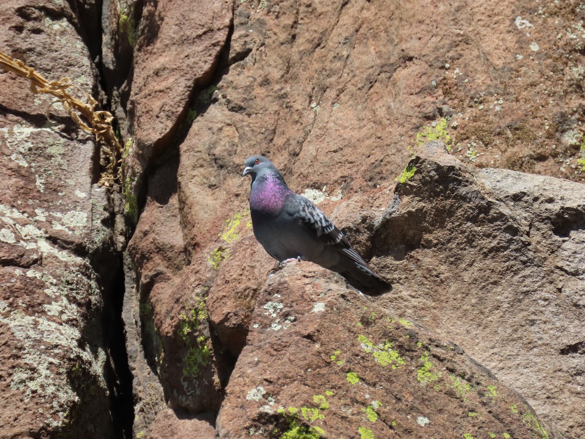 Rock Pigeon (Feral Pigeon) - ML619471701