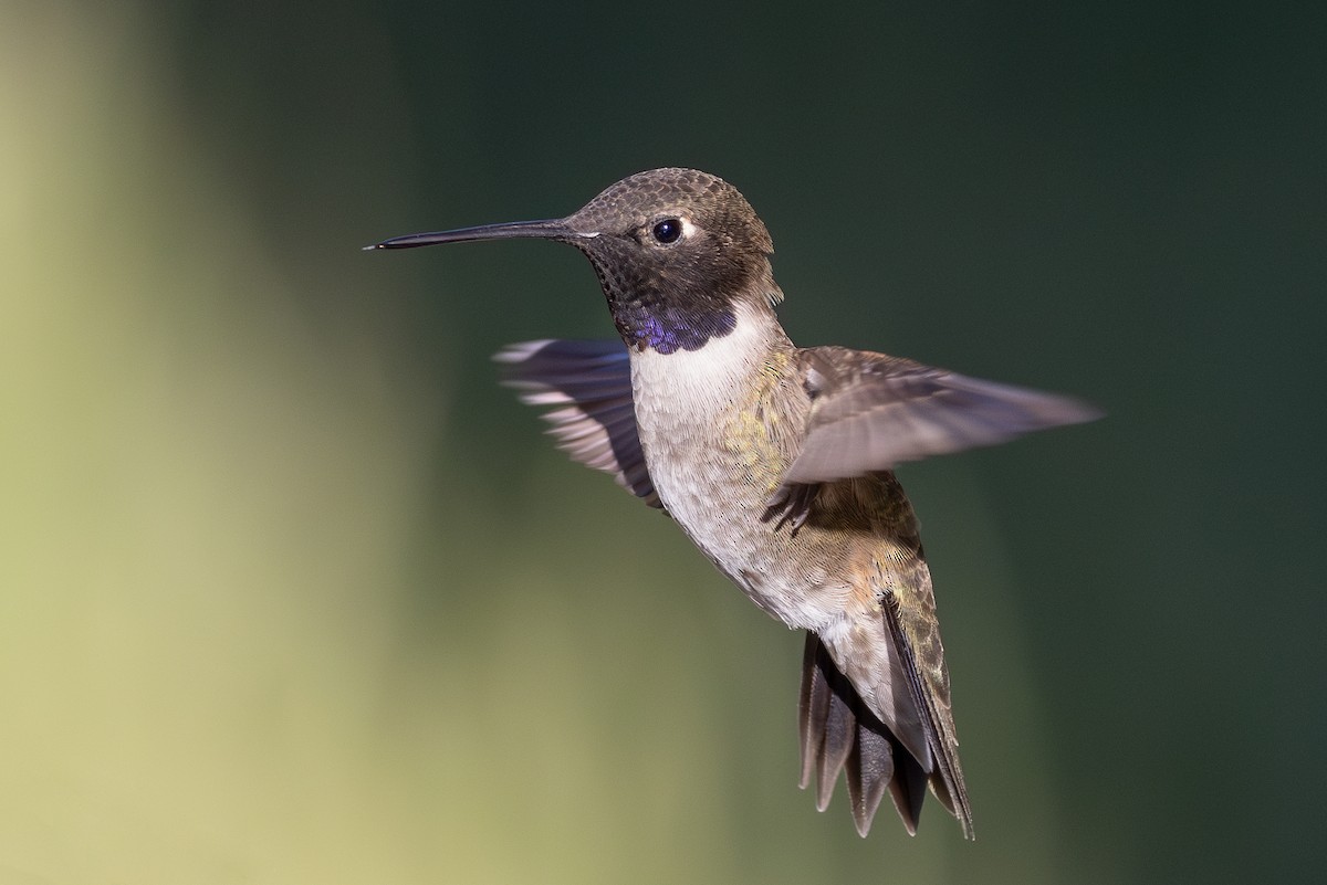 Black-chinned Hummingbird - ML619471710