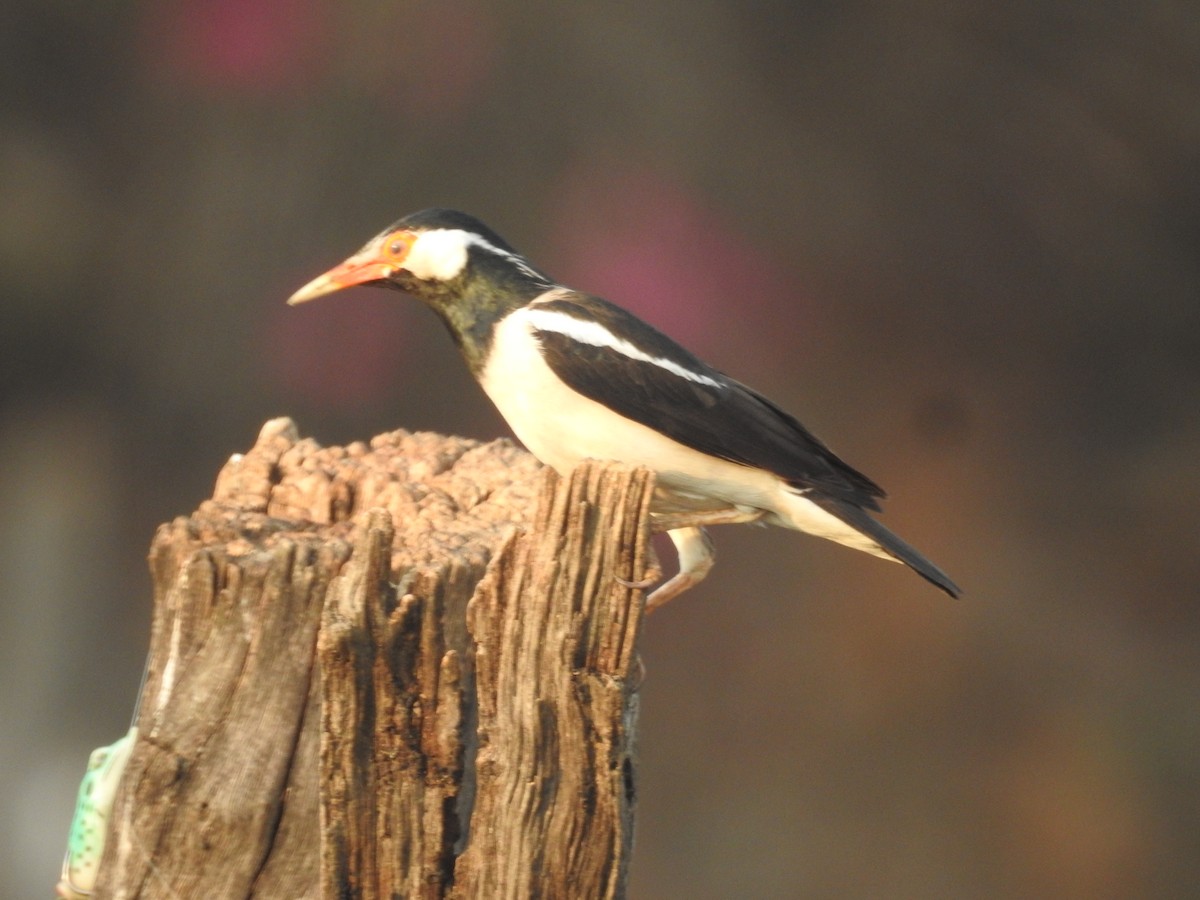 Indian Pied Starling - ML619471722