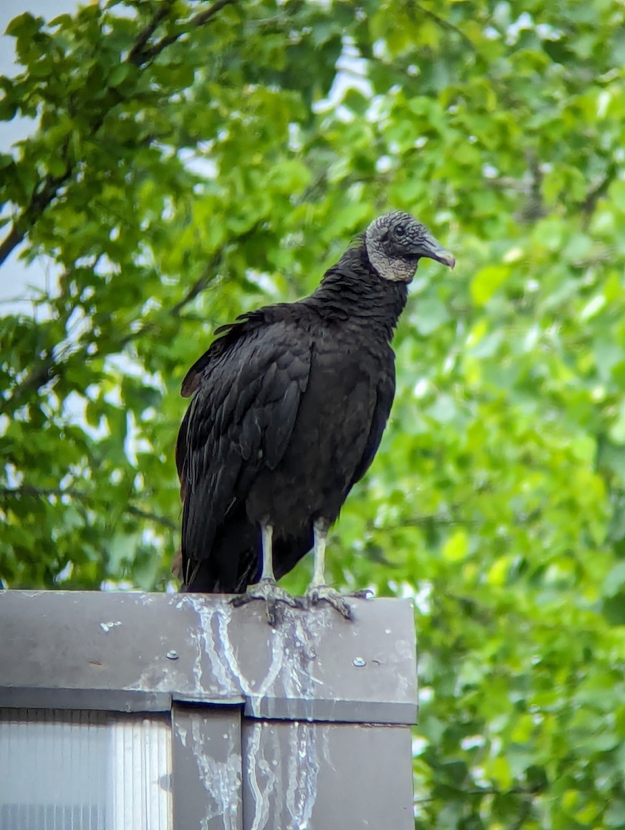 Black Vulture - ML619471740