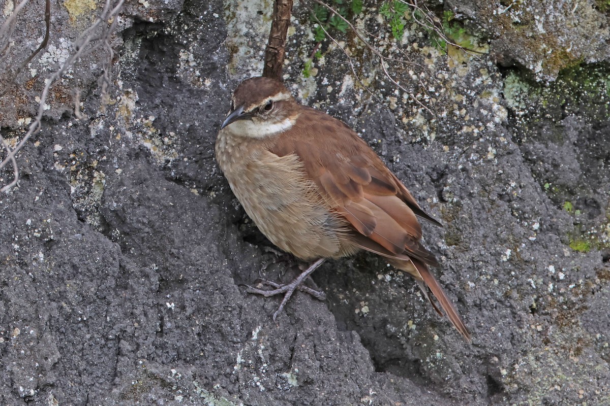 Chestnut-winged Cinclodes - ML619471776