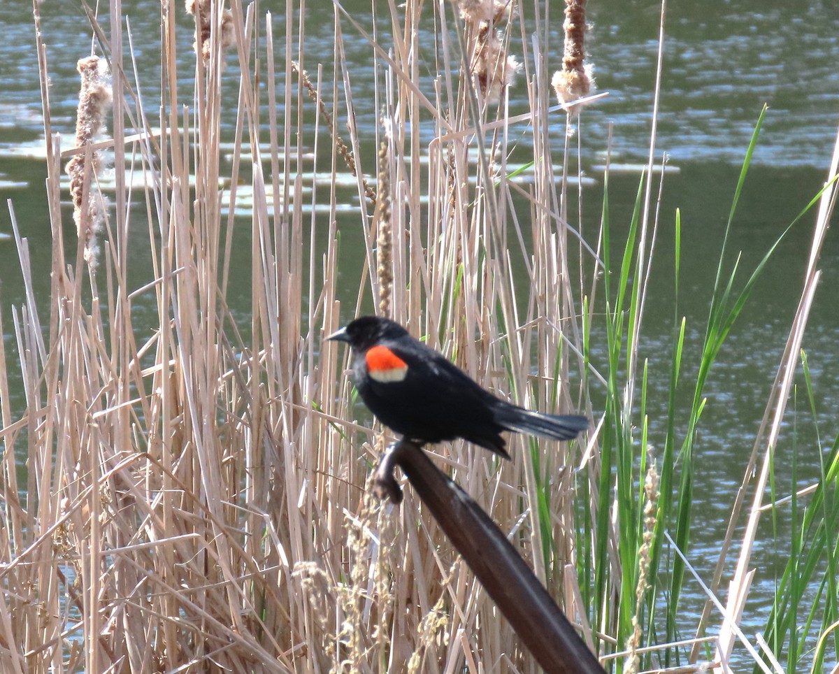 Red-winged Blackbird - ML619471783