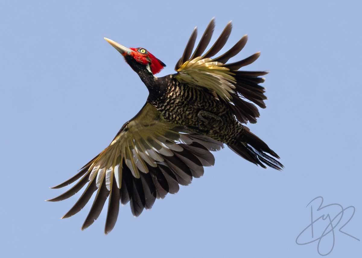 Pale-billed Woodpecker - ML619471794