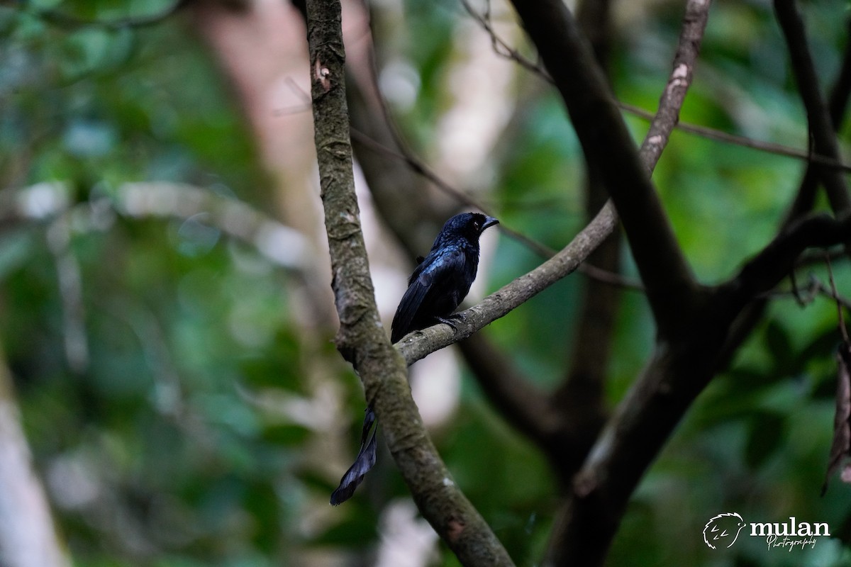 Greater Racket-tailed Drongo - ML619471802
