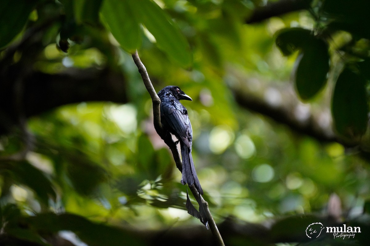 Greater Racket-tailed Drongo - ML619471803