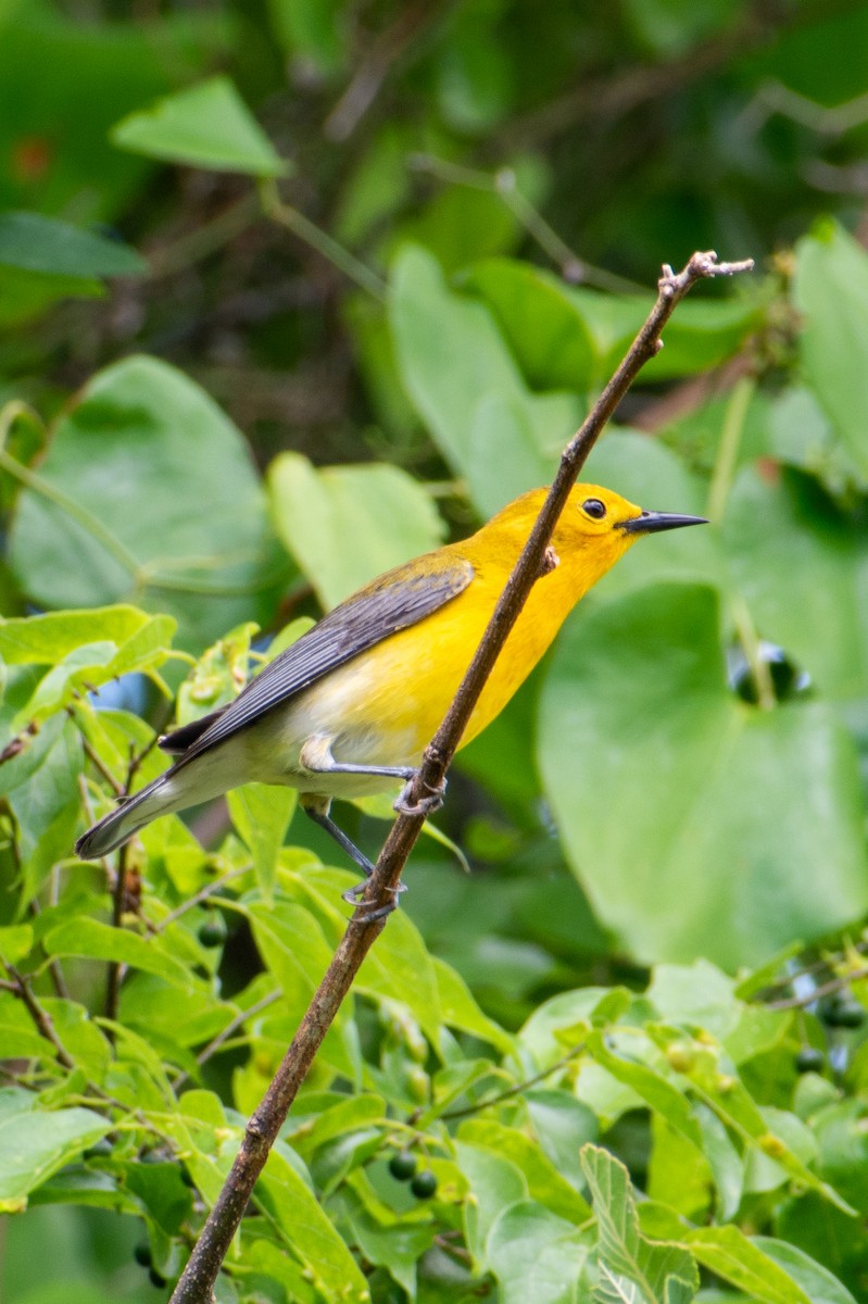 Prothonotary Warbler - ML619471845