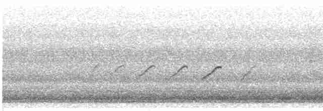 Набережник плямистий - ML619471852
