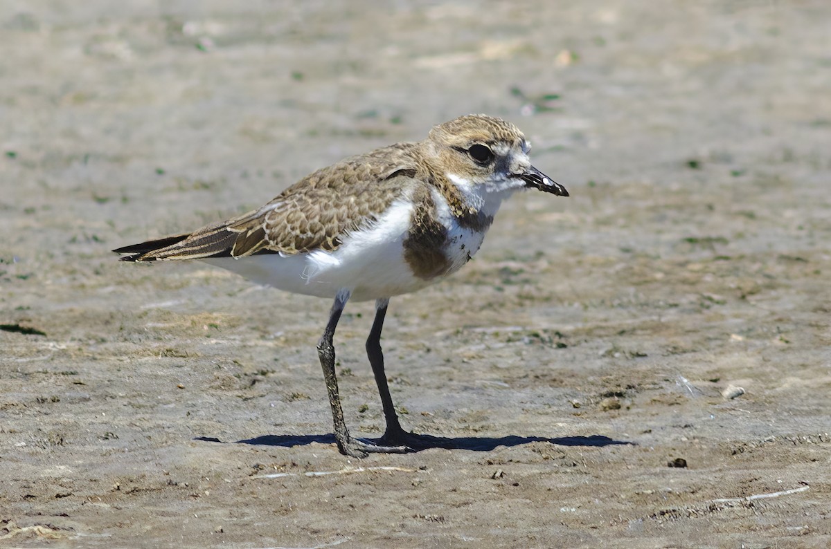 Two-banded Plover - ML619471857