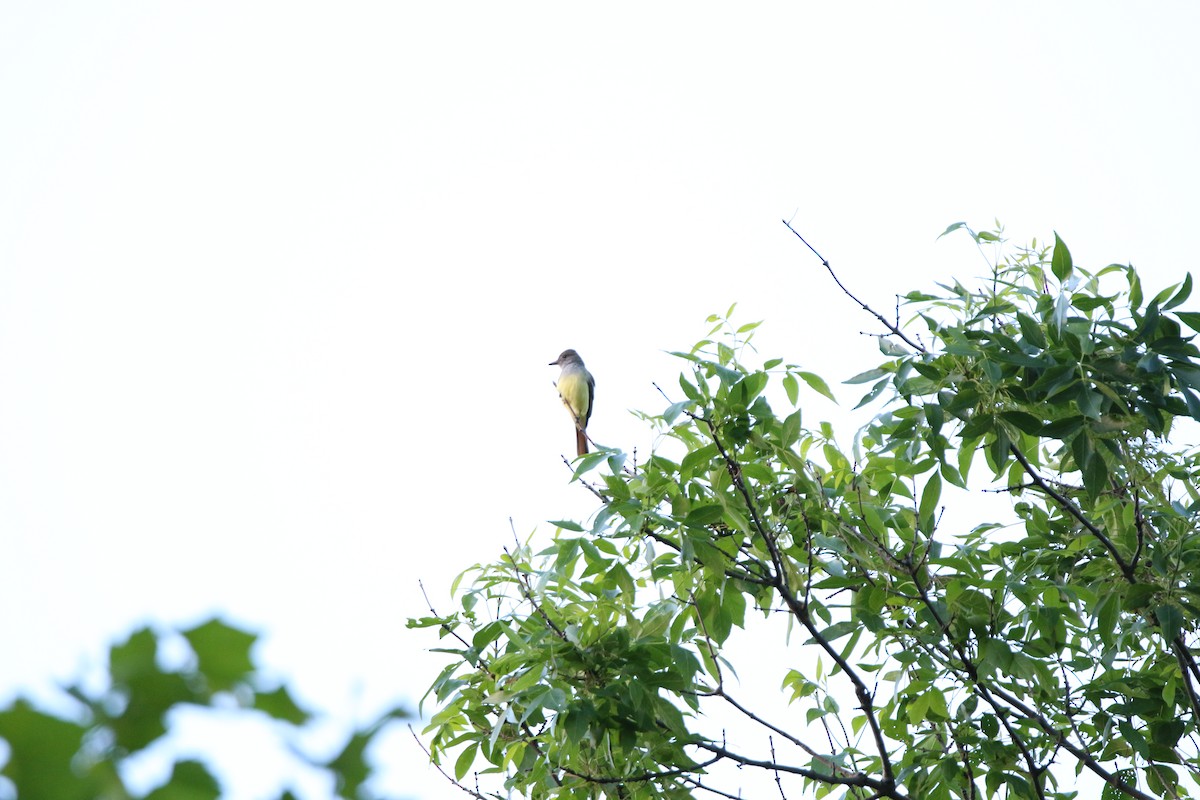 Great Crested Flycatcher - ML619471909