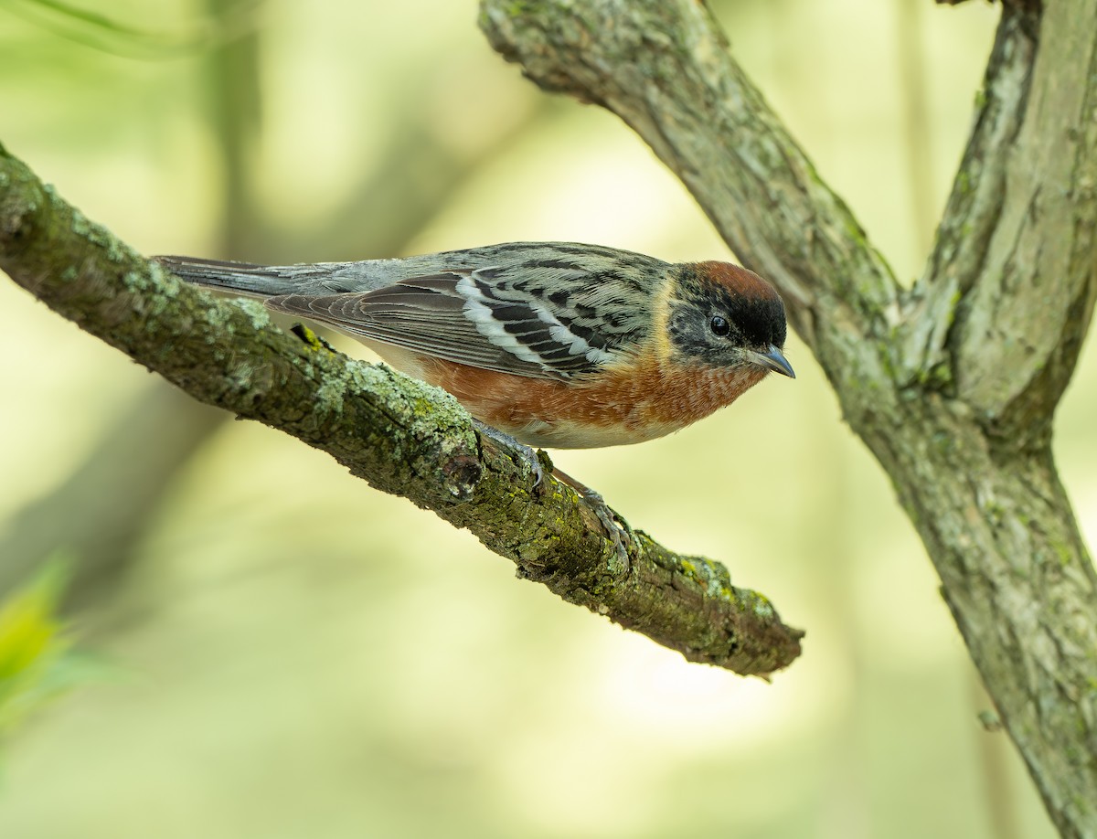 Bay-breasted Warbler - ML619471910